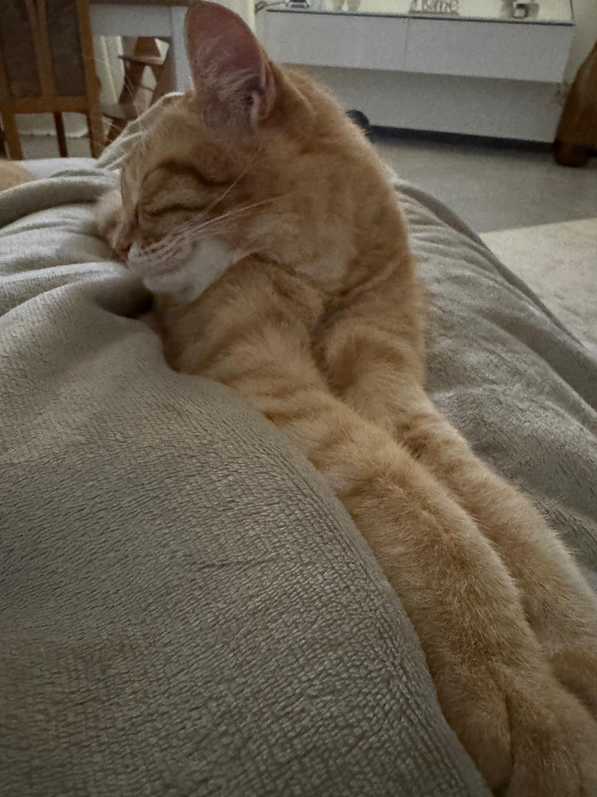 Kuscheln mit den Katzen